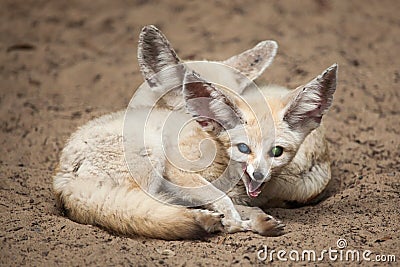 Fennec foxes Vulpes zerda. Stock Photo