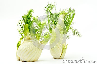 Fennel Stock Photo