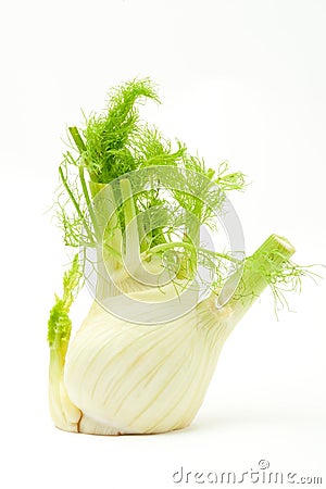 Fennel Stock Photo