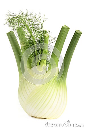 Fennel Stock Photo