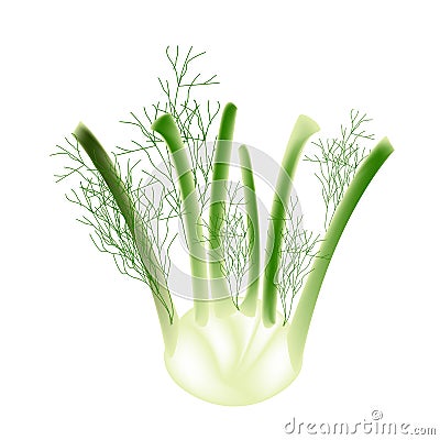 A Fennel Bulb on A White Background Vector Illustration