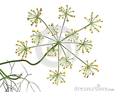 Fennel Dill flower Stock Photo