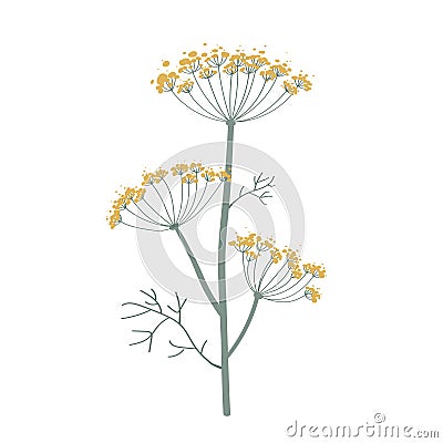 Fennel or dill flower isolated on white. Hand drawn vector illustration. Fragrant seasoning for dishes, medicine plant Vector Illustration