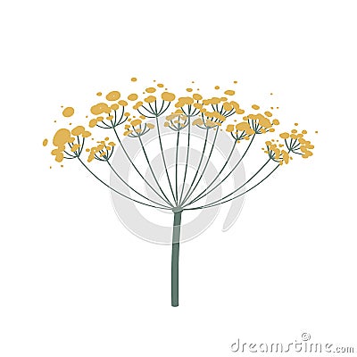 Fennel or dill flower isolated on white. Vector illustration. Fragrant seasoning for dishes. Icon for sticker for Vector Illustration