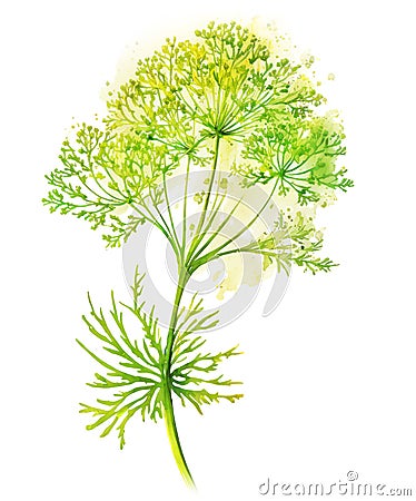 Fennel or dill flowers over watercolor splash background. Generative AI illustration Cartoon Illustration