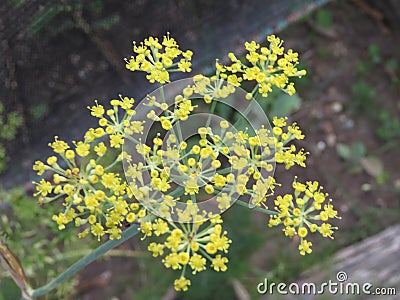 Fennel Flower Stock Photo