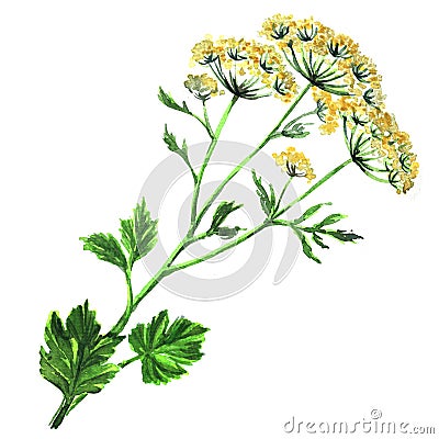 Fennel flowers anise with leaves isolated Stock Photo