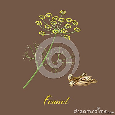 Fennel Flowers, leaves and seeds. Cartoon Illustration