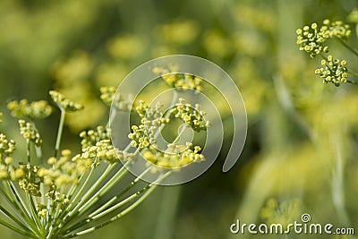 Fennel- foeniculum vulgare Stock Photo