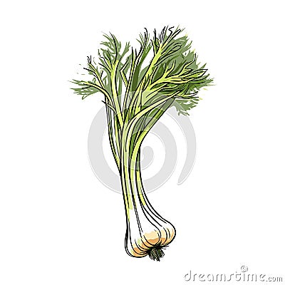 Fennel hand-drawn illustration. Fennel. Vector doodle style cartoon illustration Vector Illustration