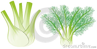 Fennel head and leaves Vector Illustration