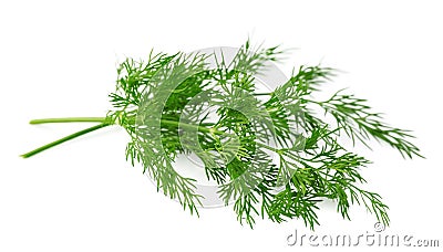 Fennel herbs Stock Photo