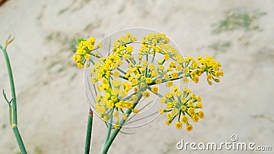 Fennel herbs flower's bud close up Stock Photo