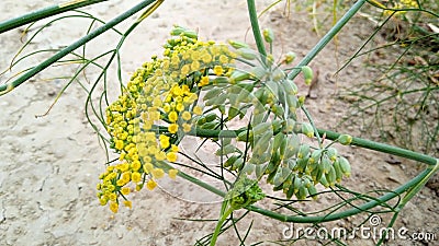 Fennel herbs beautiful stock photo Stock Photo