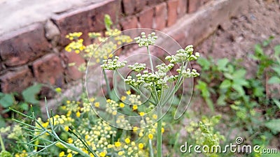 Fennel herbs fennel plant buds snap Stock Photo