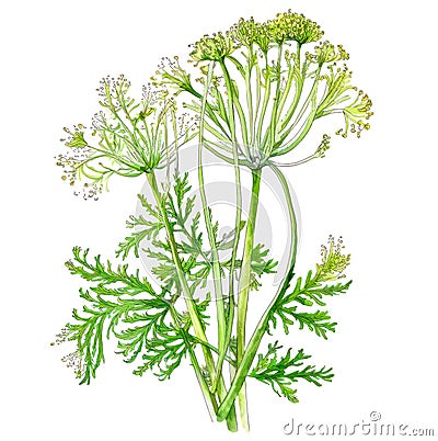 Fennel plant flowers and leaves isolated on white background. Generative AI realistic watercolor illustration Cartoon Illustration