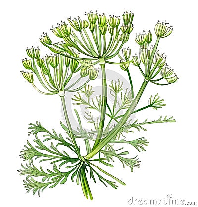 Fennel plant with flowers and leaves isolated on white, for medical or culinary uses. Generative AI watercolor illustration Cartoon Illustration