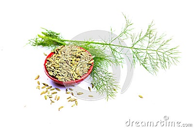 Fennel seeds Stock Photo