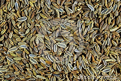 Fennel seeds - vegetable dill, spice. Fennel - spice, oblong seeds of greenish-brown color, has a sweet aroma and sweet-spicy Stock Photo