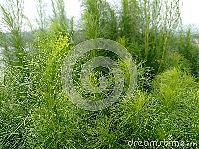 Fennel or spicy fennel (Foeniculum vulgare Miller) with its fresh green leaves. Stock Photo