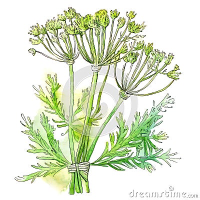 Fennel stems with flowers and leaves over white background. Generative AI illustration in watercolor style Cartoon Illustration