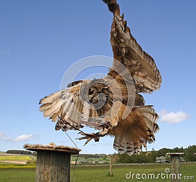 Fenton Bird of Prey Centre Stock Photo