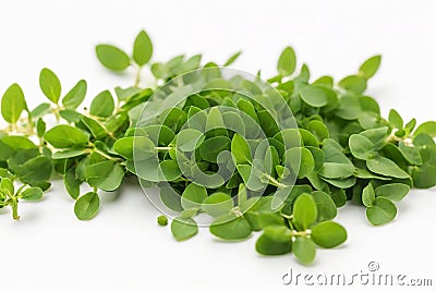 Fenugreek leaves isolated on white background Stock Photo