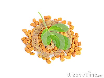 Fenugreek seed with leawes. Trigonella foenum-graecum Stock Photo