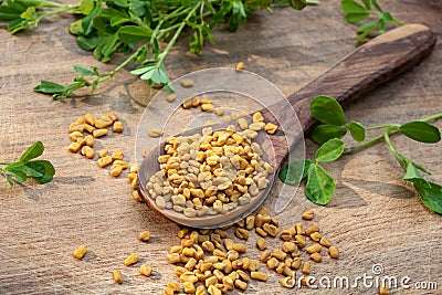 Fenugreek seeds and fresh trigonella plant on a table Stock Photo