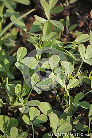 Fenugreek, Trigonella foenum-graecum Stock Photo