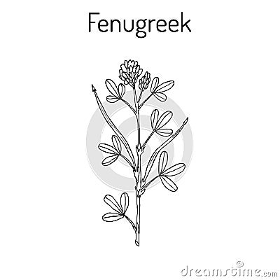 Fenugreek trigonella foenum-graecum , medicinal plant Vector Illustration