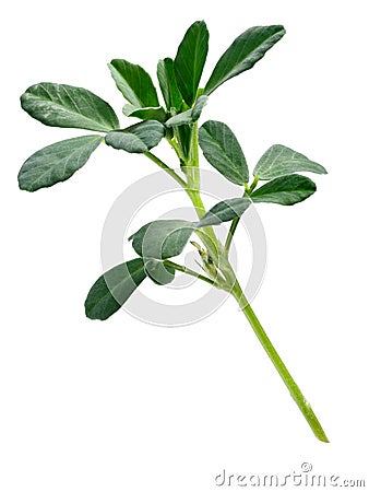 Fenugreek Trigonella foenum-graecum plant, paths Stock Photo