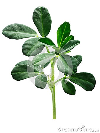 Fenugreek Trigonella foenum-graecum plant, paths Stock Photo