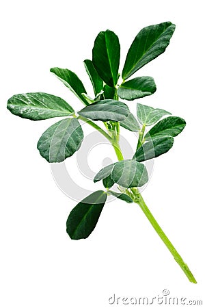 Fenugreek Trigonella foenum-graecum plant, paths Stock Photo