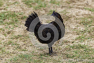 Feral Black Hen on the beach of the North Shore Stock Photo