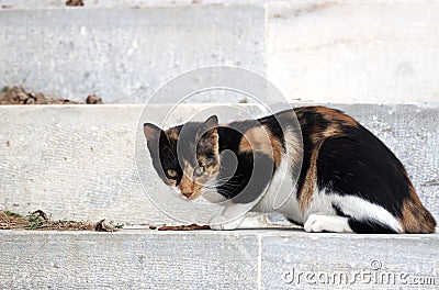 Feral greek cat Stock Photo