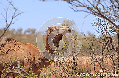 Feral camel feeding in outback Australia Stock Photo