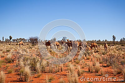 Feral Camels in Outback Desert Australia Stock Photo