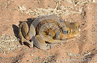 Feral cane toad in outback Queensland Stock Photo