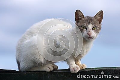 Feral Cat Stock Photo