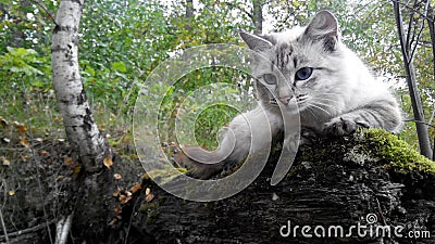 Feral cat blue eyes nature Stock Photo