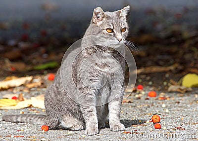 Feral cat on a farm looking to viewers right. Stock Photo