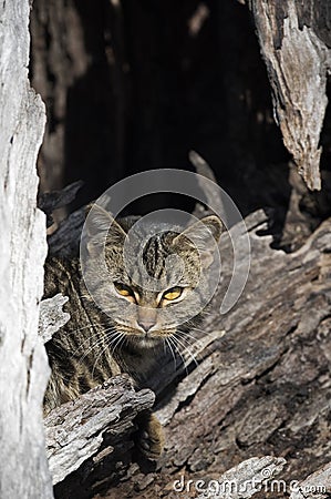 Feral cat Stock Photo