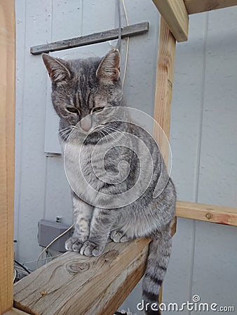 Feral cat sitting outside house outdoor Stock Photo