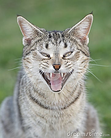 Feral cat in outback Queensland Stock Photo