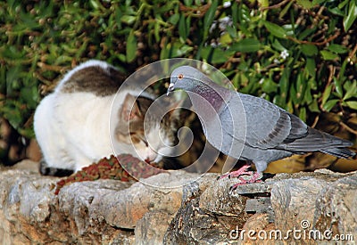 Feral cat and pigeon feeding. Majorca, Palma Nova, Spain. Stock Photo