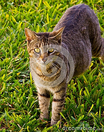 Feral cat Stock Photo