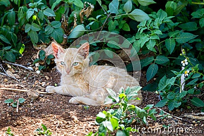 Feral Cat Stock Photo