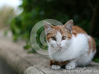 Feral cat Stock Photo