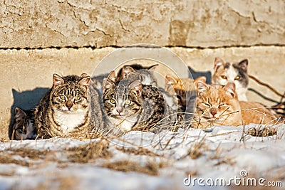 Feral Cats Stock Photo